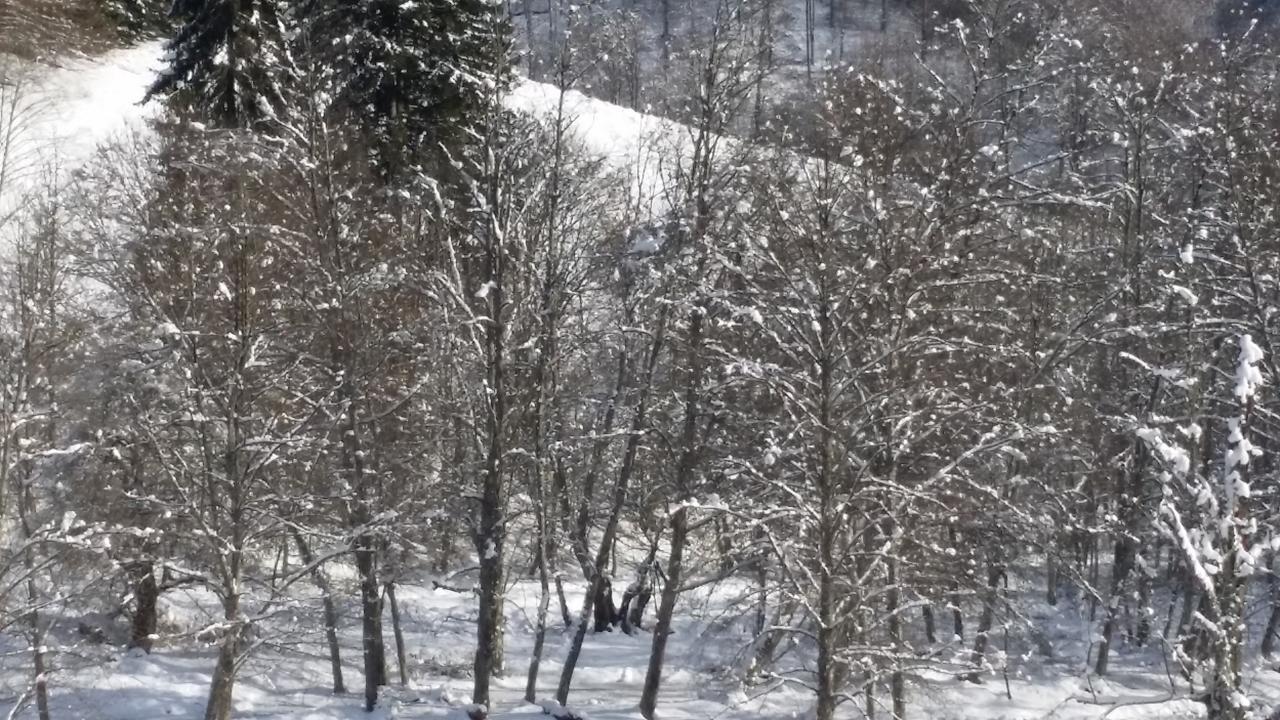 Cabana Barlogul Lupilor Villa Berevoesti Kültér fotó
